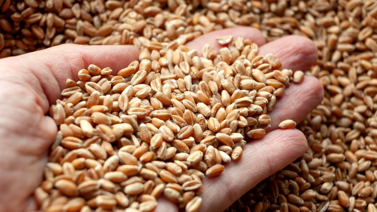 UPDATE: Rusia se retrage din acordul privind exportul de cereale ucrainene prin Marea Neagră. Care sunt posibilitățile pentru viitor