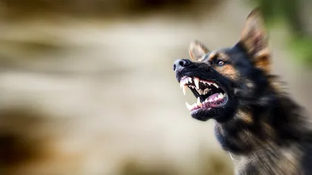 Despăgubiri de 17.000 de euro după ce o fetiță din Mediaș a fost mușcată de un câine comunitar. Ce a decis instanța