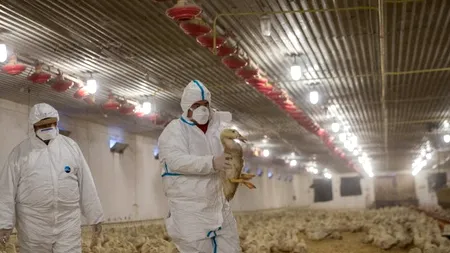 Temutul virus aviar care poate trece la om, la porțile României. Se vrea suspendarea achizițiilor de carne și de ouă din Polonia pentru a-i proteja pe consumatori!