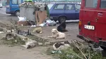 Slătinenii, terorizați de câinii maidanezi. 2.000 de câini fără stăpân pe străzile din municipiul