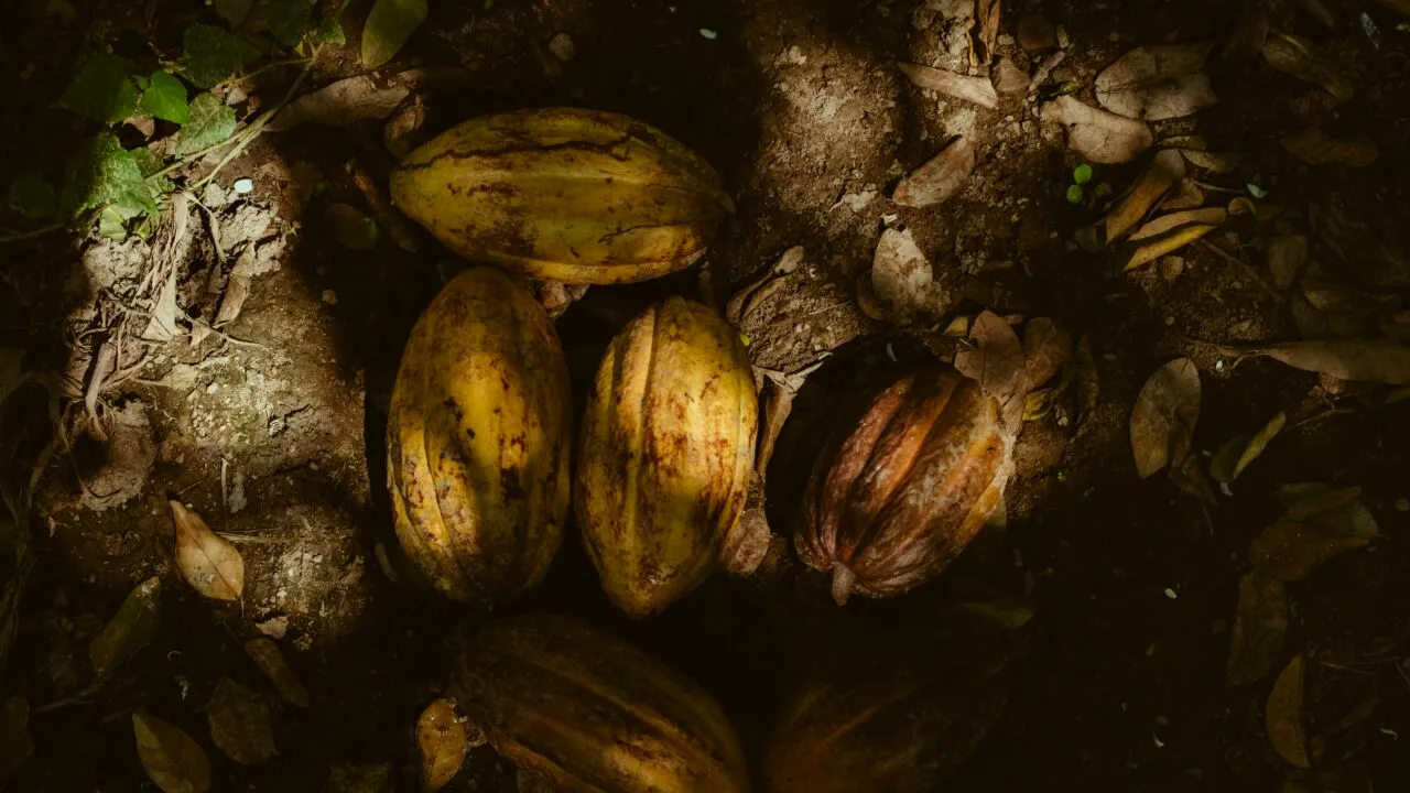 Omenirea poate pierde lupta cu schimbările climatice. Vinul, cafeaua și ciocolata ar putea dispărea complet de pe rafturile magazinelor