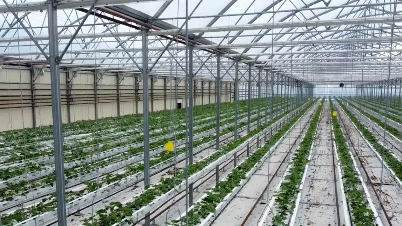 Au investit 1 milion de euro, dar au dat lovitura. Afacerea de succes a doi tineri din Buzău care  se bucură de producție tot anul
