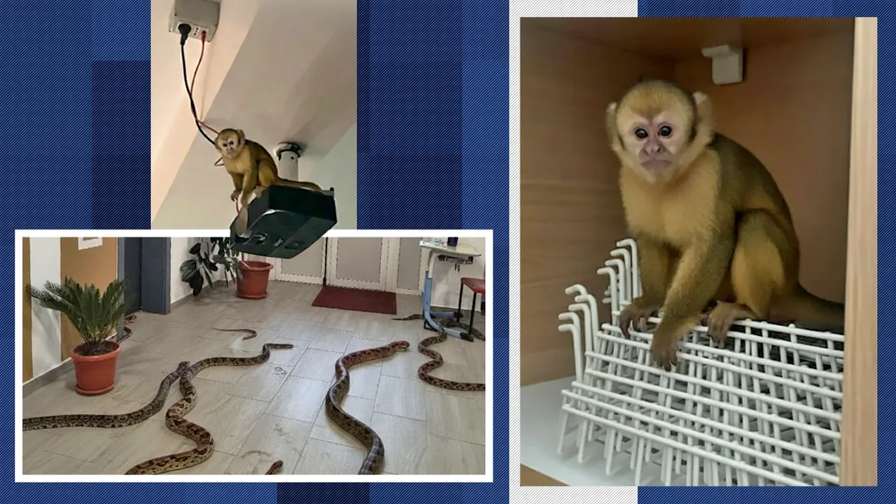 O farsă bine pusă la punct a speriat profesorii unei școli. Imagini cu maimuțe generate de AI au fost distribuite pe un grup de WhatsApp