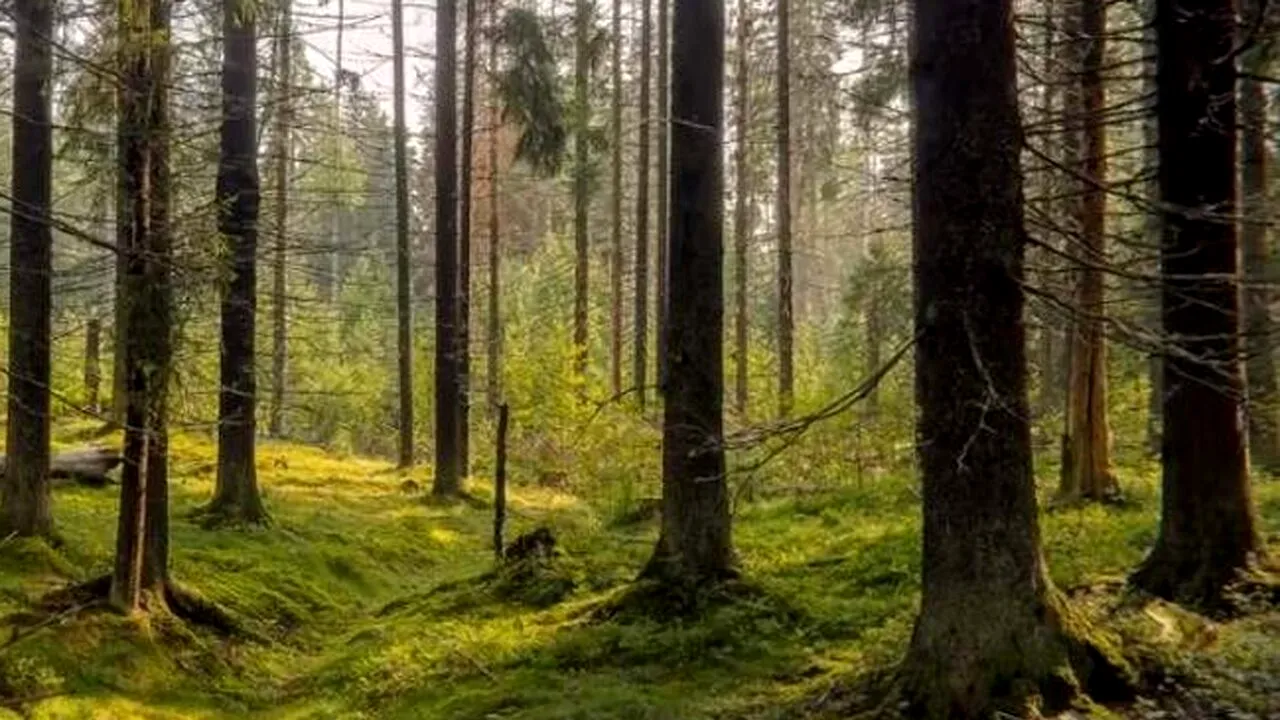 Test de inteligență | Doar geniile găsesc broasca în 5 secunde. Tu poți?