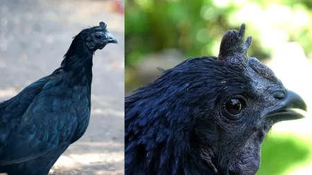 Cum arată și cât costă cea mai scumpă GĂINĂ, denumită 