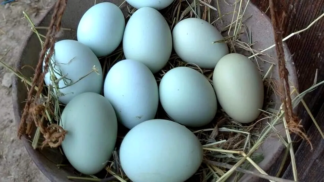 Ouăle de țară, mai SCUMPE decât merele! Cât au ajuns să coste