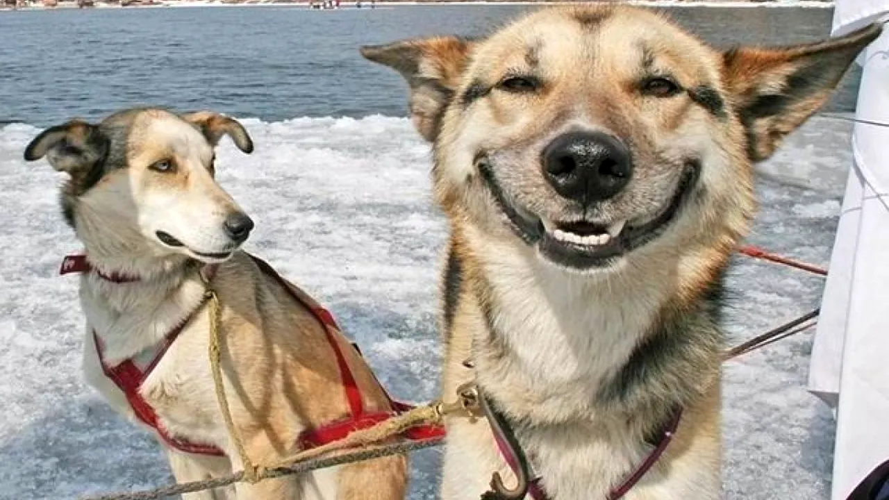 Operațiune spectaculoasă pentru salvarea unui câine căzut într-un lac înghețat. VIDEO