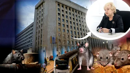 Din Palat, în subteran. Se caută birouri pentru conducerea Metrorex, în stații: „Doamna directoare Miclăuș o să lucreze și dânsa cu șobolanii”