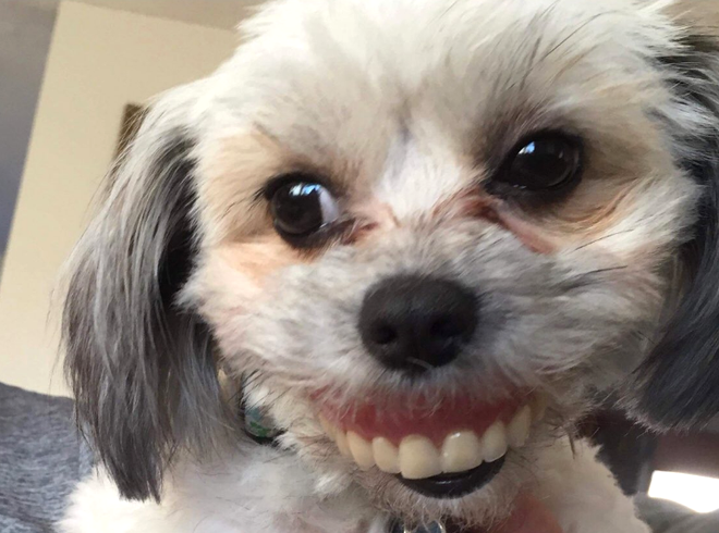Aveți grijă unde vă lăsați proteza dentară! Un bărbat a trăit șocul vieții, după ce și-a găsit dinții în gura câinelui