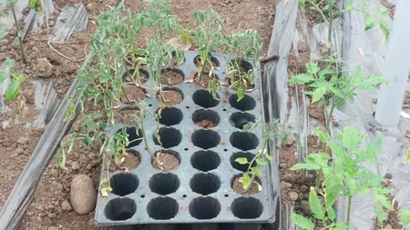 Gerul a distrus tomatele și varza din bazinul legumicol din Olt. Vom mânca roșii de Spania și Grecia