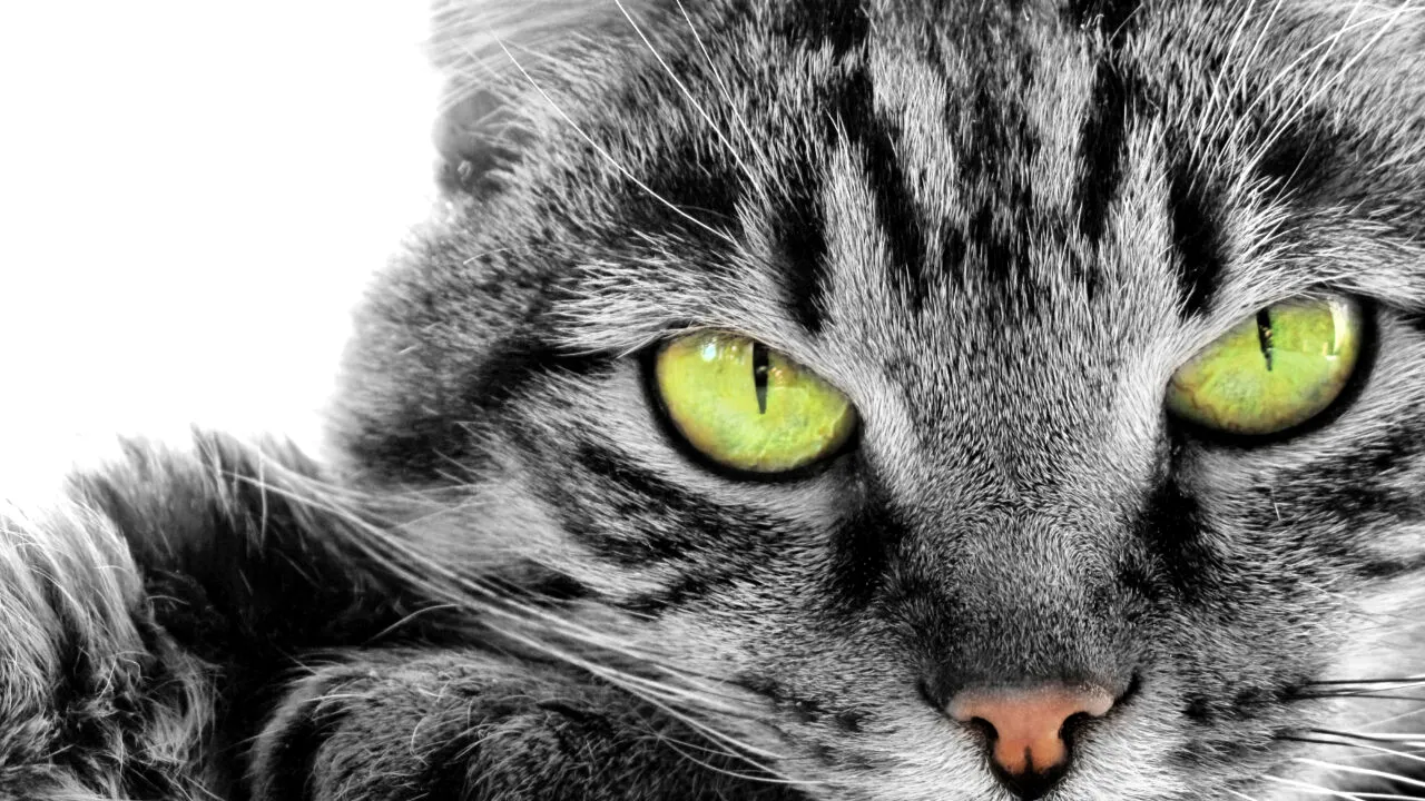 Ce înseamnă când visezi PISICI. Care sunt semnele ascunse în aceste vise