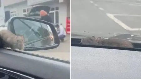 „Ratatouille de Militari” sau cum șobolanii merg cu „Uberul” în București