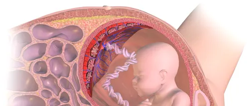 Placenta bebelușului nu trebuie consumată, avertizează ginecologii canadieni, în fața valului de „placentofagie

