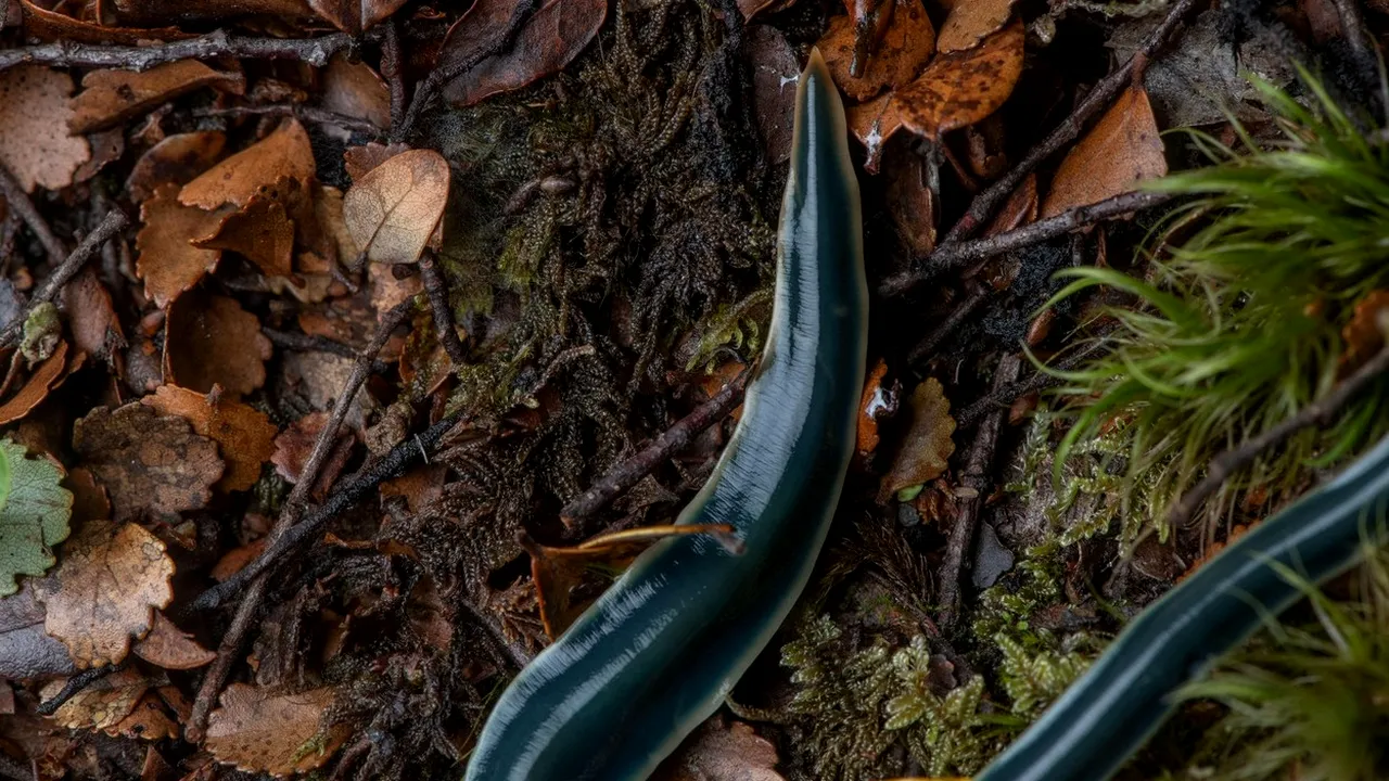 Care este singura viețuitoare care se poate regenera în totalitate, inclusiv capul? Este considerată printre cele mai primitive creaturi de pe Pământ