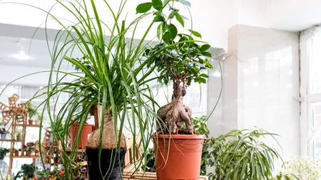 Locul benefic din casă pentru plantele de apartament. Unde e bine să le așezi toamna
