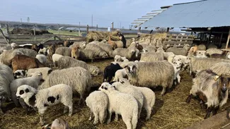 Cât costă un kilogram de carne de miel în piețele din Iași. Diferențele sunt mari între producătorii locali și supermarketuri