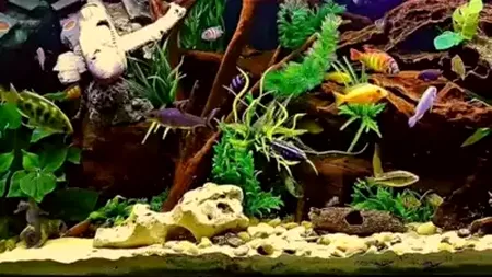 Iluzie optică: Doar cei cu o minte ascuțită pot descoperi CĂLUȚUL DE MARE din această imagine