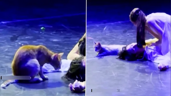 O pisică a devenit vedeta serii în timpul unui spectacol „Romeo și Julieta”. Reacția publicului a fost savuroasă