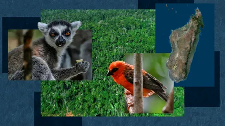 Madagascar, o frumusețe RARĂ a Africii: O escapadă memorabilă pentru turiștii care vor să admire animale exotice, ca lemurii și vrăbiile roșii