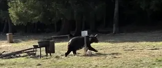 Tânără însărcinată, ATACATĂ de un urs într-o comună din județul Brașov. Un alt localnic a fost grav rănit