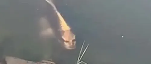 Pește „cu față de om, filmat într-un lac. Suma uriașă la care a fost evaluat un exemplar acum nouă ani