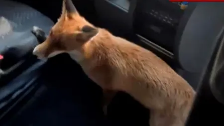 Cu vulpea în autocar. Ce a pățit un grup de turiști după o vizită la Castelul PELEȘ