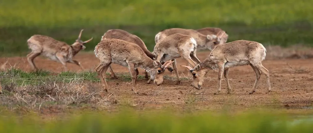 „Se conturează o adevărată catastrofă: 85.000 de antilope saiga, moarte din cauza unei epidemii
