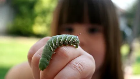 Viața artificială: Cercetătorii au digitalizat creierul unui vierme și l-au plasat într-un robot