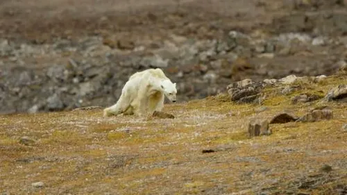 Imaginile sfâșietoare în care un urs polar moare de foame explică adevăratul impact al încălzirii globale. VIDEO