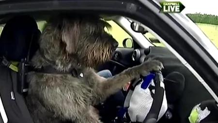 Campanie inedită în Noua Zeelandă: câinii iau lecții de șofat. VIDEO
