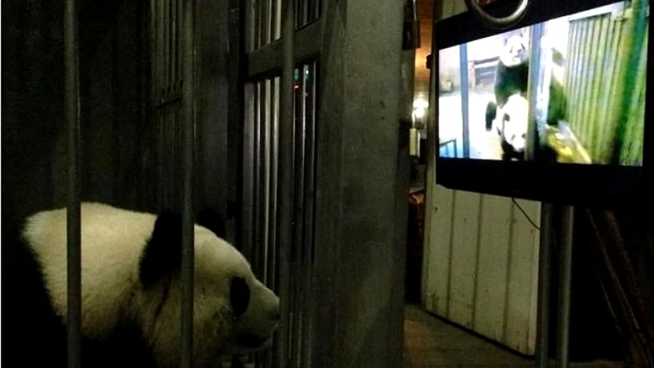 VIDEO. Ce au făcut îngrijitorii de la ZOO pentru ca doi urși panda să se împerecheze