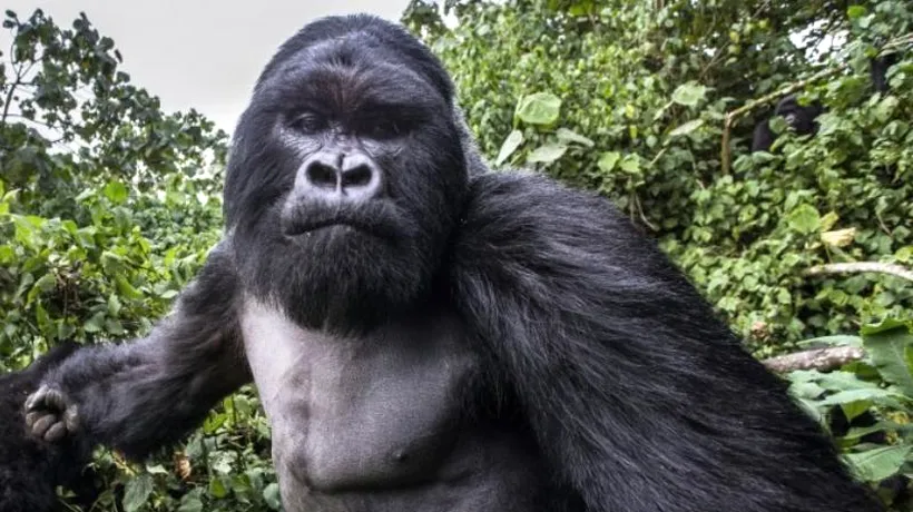 Un francez s-a speriat de moarte, după ce a încercat să fotografieze o gorilă. Cum a reacționat animalul de 250 kg