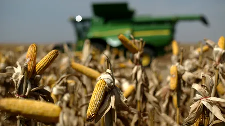 România se pregătește să ia o decizie cu o miză uriașă: cultivăm sau nu organisme modificate genetic? Există multe avantaje, dar și câteva riscuri