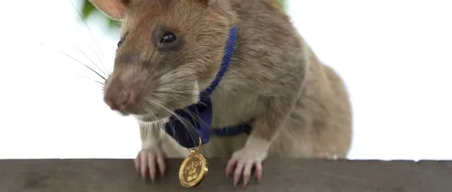 Magawa, șobolanul erou care adulmeca explozivi, a murit de bătrânețe. Deținea o medalie de aur pentru eroism