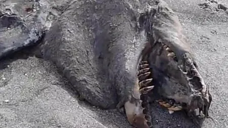 Descoperire misterioasă pe o plajă în Noua Zeelandă. VIDEO