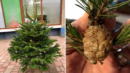 Pericolul din bradul de Crăciun. Ce trebuie să faceți neapărat, înainte de a începe să-l împodobiți