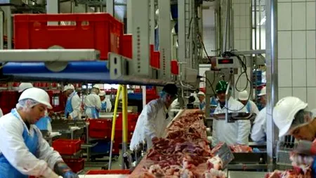 Experiența românilor în abatoarele occidentale. „Băgau 8-10 persoane într-o casă, cu o singură baie”. Ce salarii oferă nemții