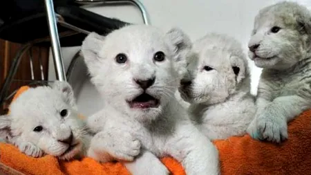 Caz extrem de rar în Ucraina: pui albi de leu născuți în captivitate