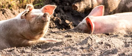 Un fermier din Timiș s-a ales cu dosar penal după ce a îngropat în câmp, la mică adâncime, 30 de porci uciși de pesta africană. Ce măsură au mai luat autoritățile