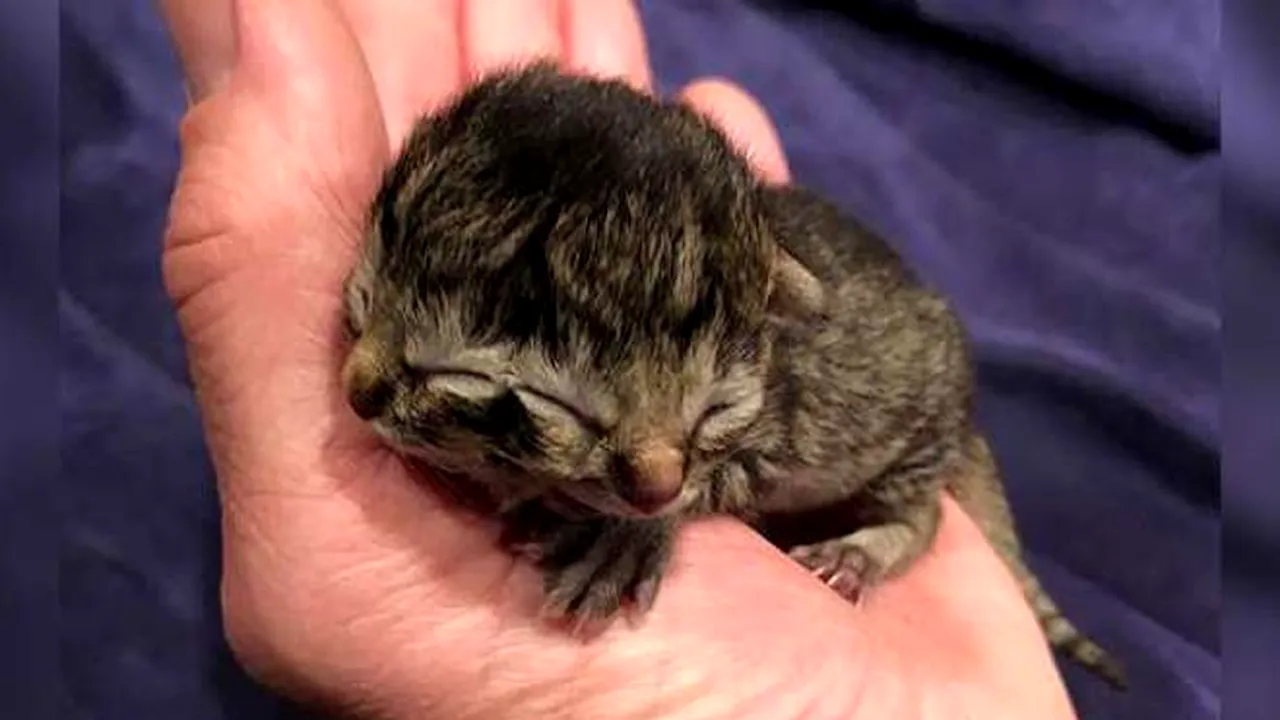 IEȘIT DIN COMUN. Un pisoi s-a născut cu două fețe: Cu o gură mănâncă, iar cu cealaltă miaună - VIDEO