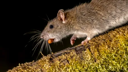 Unde se află cel mai murdar restaurant descoperit de inspectorii sanitari în ultimii 15 ani: Excrementele de șobolani erau peste tot