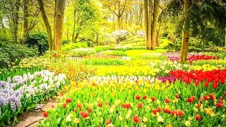 Iluzie optică virală | Găsiți papagalul ascuns în această imagine!