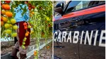 Un român de 19 ani a murit în timp ce culegea roșii la 40 de grade pe un câmp din Italia