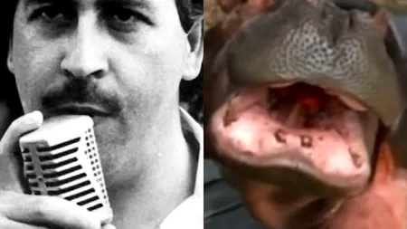Hipopotamii lui Pablo Escobar vor fi omorâți. Motivul pentru care guvernul columbian a luat decizia controversată