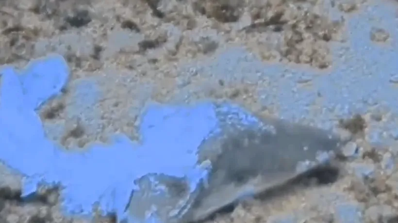 Descoperire șocantă făcută de un scafandru: Rămășițele unor rechini, dovadă că au fost măcelăriți fără milă - VIDEO