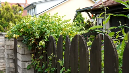 Ce înălțime maximă poate să aibă gardul dintre vecini, potrivit Codului Civil. Ce regulă să NU încalci