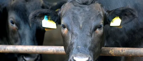 Rusia a interzis importul de carne procesată din Republica Moldova