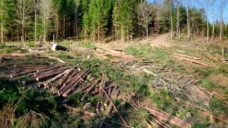 ROMÂNIA FĂRĂ PĂDURI. Defrișările masive, ignorate de ministrul PNL al Mediului