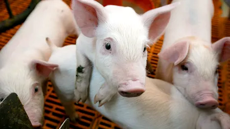 Ministrul Daea anunță că toți românii pot primi purcei gratuit. Dar are o singură condiție