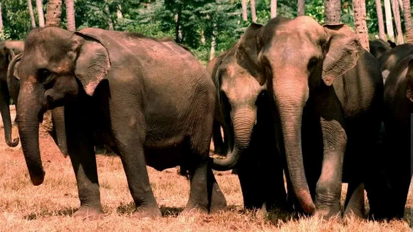 Un număr record de elefanți au murit în Sri Lanka anul trecut. 